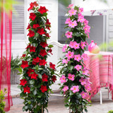 Mandevilla 'Bloom Bells' Red