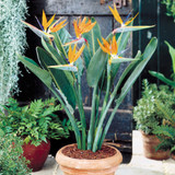 Bird of Paradise