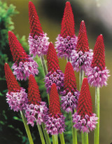 Primula vialli
