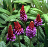 Primula vialli