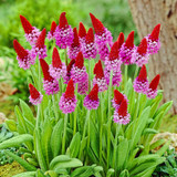 Primula vialli