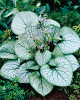 Brunnera m. Jack Frost