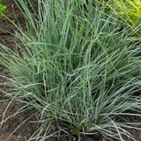 Festuca glauca 'Blue Select'
