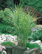 Miscanthus sinensis 'Zebrinus'
