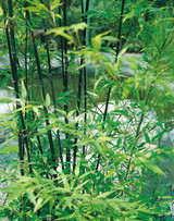Phyllostachys Nigra
