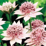Astrantia maxima