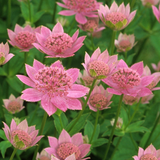 Astrantia maxima