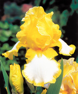 Iris germanica 'Joyce Terry'