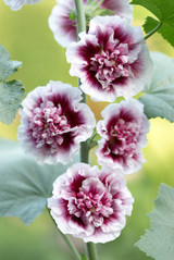 Alcea Creme de Cassis