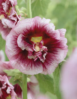 Alcea Creme de Cassis