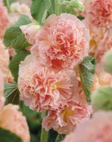 Alcea Peaches 'n Dreams