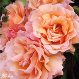 Rose Climbing Compassion