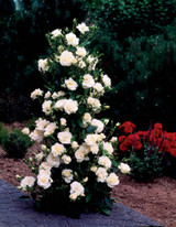 Rose Climbing Iceberg