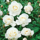 Rose Climbing Iceberg