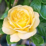 Rose Arthur Bell