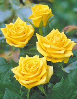 Rose Climbing 'Golden Showers'