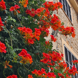 Campsis Radicans