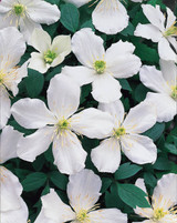 Clematis montana 'Grandiflora'