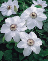 Clematis Miss Bateman