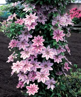 Clematis Nelly Moser