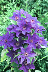 Clematis The President