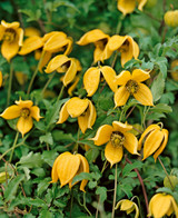 Clematis tangutica