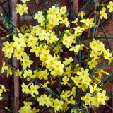 Jasmine nudiflorum