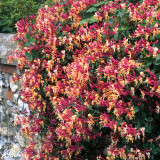 Honeysuckle Serotina