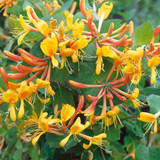 Honeysuckle Tellmanniana