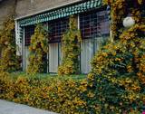Pyracantha 'Golden Charmer' (2L Pot)