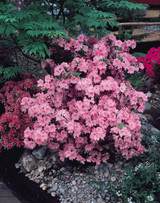 Azalea japonica Pink