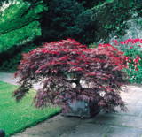 Acer palmatum 'dissectum Garnet'