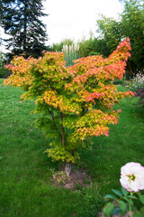 Acer palmatum 'Orange Dream'