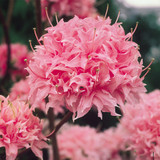 Azalea deciduous 'Homebush'