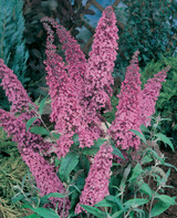 Buddleia Pink Delight