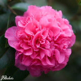 Camellia williamsii Debbie