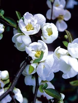 Chaenomeles Nivalis