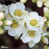Chaenomeles Nivalis