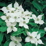 Cornus Kousa var chinesii