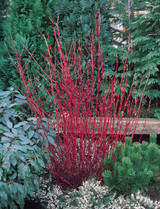 Cornus alba Sibirica