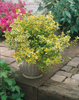 Euonymus for. Emerald n Gold