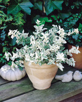 Euonymus for. Harlequin
