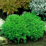 Hebe 'Emerald Gem'