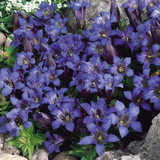 Gentiana septemfida