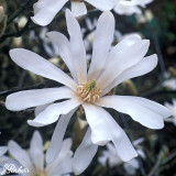 Magnolia stellata P12