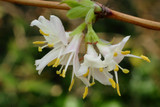 Lonicera purpusii 'Winter Beauty'