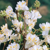 Lonicera purpusii 'Winter Beauty'