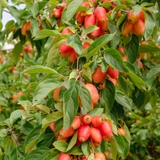 Malus John Downie