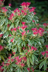 Pieris Flaming Silver