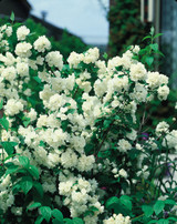 Philadelphus virginal (Mock Orange)